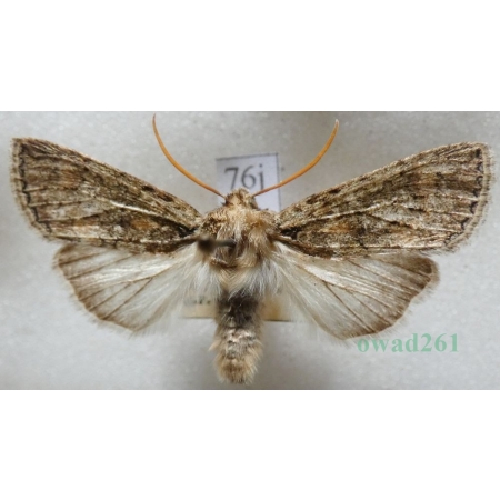 Polyploca ridens (Fabricius, 1787) Przestrożnica śmieszka Czech76j